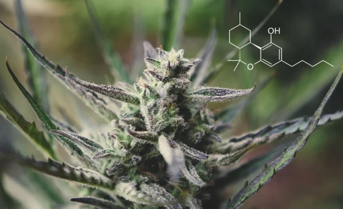 Answers to Frequently Asked Questions About HHC Cannabinoids